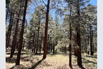 0 Forest Road 193 Street, Flagstaff, AZ 86001 - Photo 5