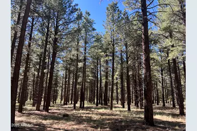 0 Forest Road 193 Street, Flagstaff, AZ 86001 - Photo 3