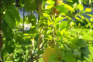 2344 W Marconi Ave, Phoenix, AZ 85023 - Photo 15