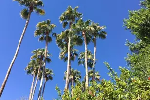 10424 N 11th Pl, Phoenix, AZ 85020 - Photo 37