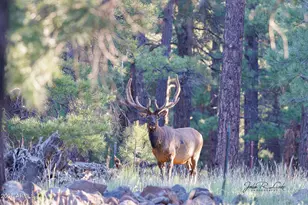 867 Crestview Dr, Mormon Lake, AZ 86038 - Photo 61