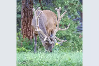 867 Crestview Drive, Mormon Lake, AZ 86038 - Photo 67