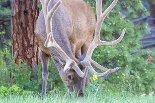 867 Crestview Dr, Mormon Lake, AZ 86038 - Photo 67