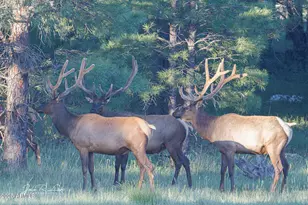 867 Crestview Dr, Mormon Lake, AZ 86038 - Photo 59