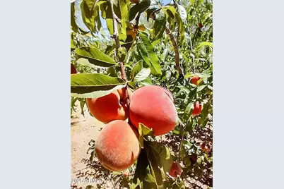 29107 N 154th Street, Scottsdale, AZ 85262 - Photo 53