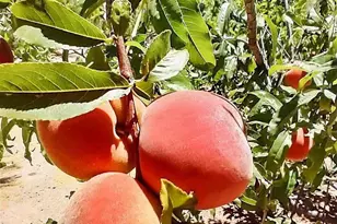 29107 N 154th St, Scottsdale, AZ 85262 - Photo 53