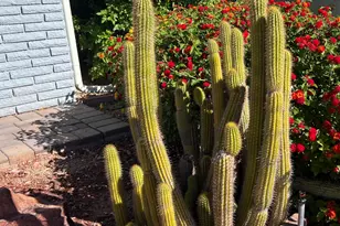 10902 W Brookside Dr, Sun City, AZ 85351 - Photo 41