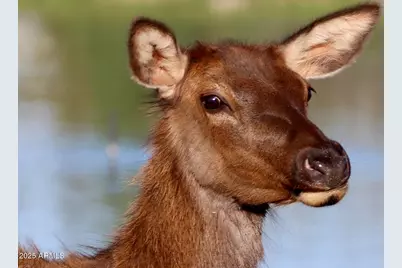 912 W Madera Lane, Payson, AZ 85541 - Photo 41