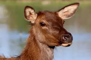 912 W Madera Ln, Payson, AZ 85541 - Photo 41