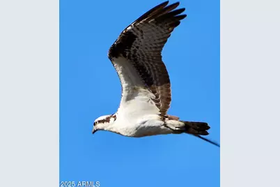 912 W Madera Lane, Payson, AZ 85541 - Photo 55