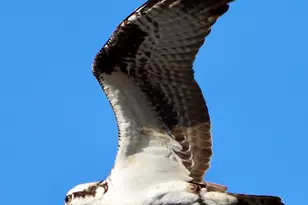 912 W Madera Ln, Payson, AZ 85541 - Photo 55