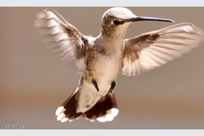 912 W Madera Lane, Payson, AZ 85541 - Photo 35