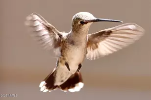 912 W Madera Ln, Payson, AZ 85541 - Photo 35