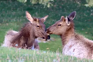 912 W Madera Ln, Payson, AZ 85541 - Photo 39