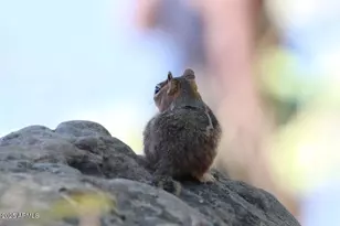 912 W Madera Ln, Payson, AZ 85541 - Photo 43