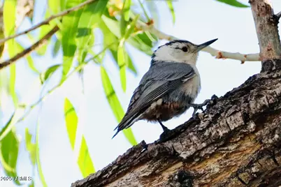 912 W Madera Lane, Payson, AZ 85541 - Photo 49