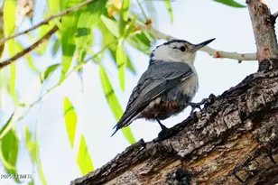 912 W Madera Ln, Payson, AZ 85541 - Photo 49