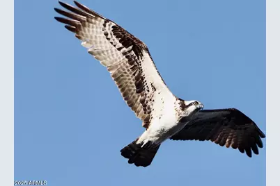 912 W Madera Lane, Payson, AZ 85541 - Photo 53