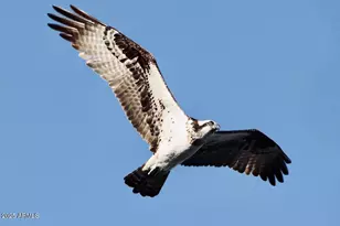 912 W Madera Ln, Payson, AZ 85541 - Photo 53