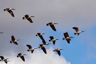 912 W Madera Ln, Payson, AZ 85541 - Photo 51