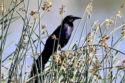 912 W Madera Lane, Payson, AZ 85541 - Photo 57