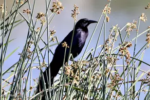 912 W Madera Ln, Payson, AZ 85541 - Photo 57