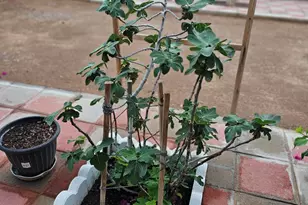 5630 N Azalia St, Casa Grande, AZ 85122 - Photo 33