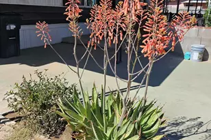 5630 N Azalia St, Casa Grande, AZ 85122 - Photo 37