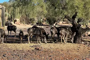 5898 E Chuckwalla Trail, Cave Creek, AZ 85331 - Photo 57
