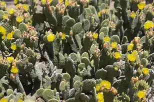 5898 E Chuckwalla Trail, Cave Creek, AZ 85331 - Photo 47