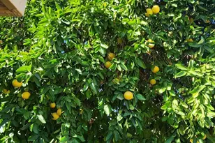 10338 W Kingswood Cir, Sun City, AZ 85351 - Photo 25