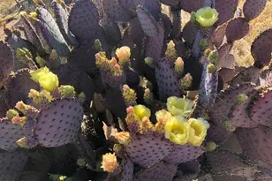 8362 N Dead Mans Gulch Rd, Florence, AZ 85132 - Photo 31