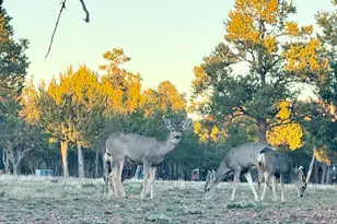 2761 Apollo Cir, Overgaard, AZ 85933 - Photo 51