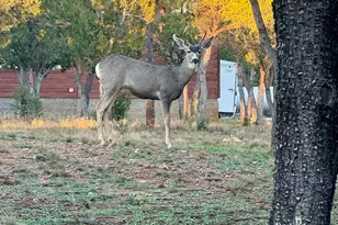 2761 Apollo Cir, Overgaard, AZ 85933 - Photo 47