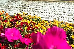 8180 W Silver Spring Way, Florence, AZ 85132 - Photo 41