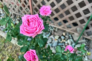 6042 E Halifax St, Mesa, AZ 85205 - Photo 55