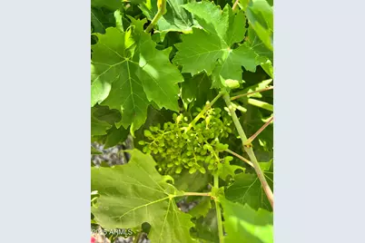 6042 E Halifax Street, Mesa, AZ 85205 - Photo 61