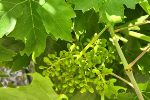 6042 E Halifax St, Mesa, AZ 85205 - Photo 61