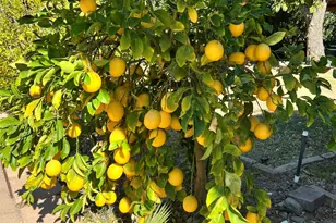 6042 E Halifax St, Mesa, AZ 85205 - Photo 57