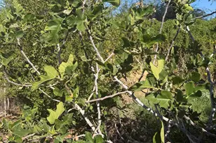 800 W Marlboro Dr, Chandler, AZ 85225 - Photo 57