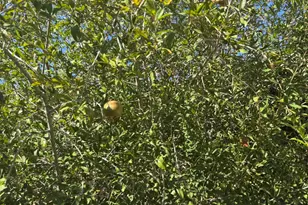 800 W Marlboro Dr, Chandler, AZ 85225 - Photo 59