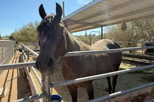 29255 N 82nd St, Scottsdale, AZ 85266 - Photo 25