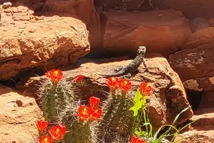 55 Corte Banca, Sedona, AZ 86351 - Photo 43