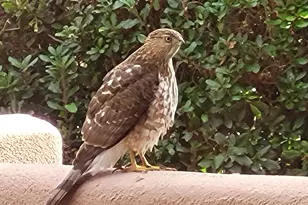 55 Corte Banca, Sedona, AZ 86351 - Photo 39