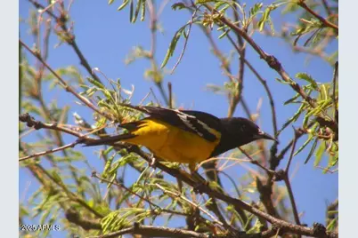 M223 E Cougar Trail #223, Saint David, AZ 85630 - Photo 15