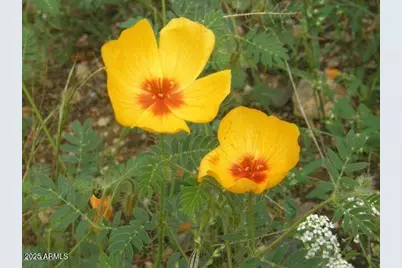 M223 E Cougar Trail #223, Saint David, AZ 85630 - Photo 19