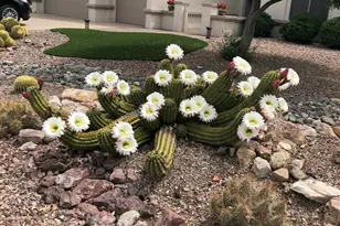 2733 N 164th Ave, Goodyear, AZ 85395 - Photo 45