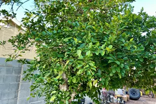 2158 W Willow Ave, Phoenix, AZ 85029 - Photo 31