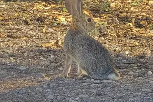 10558 E Boise St, Apache Junction, AZ 85120 - Photo 21