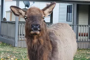 4016 W Forest Ct, Pine, AZ 85544 - Photo 41